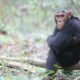 Mweya the chimp